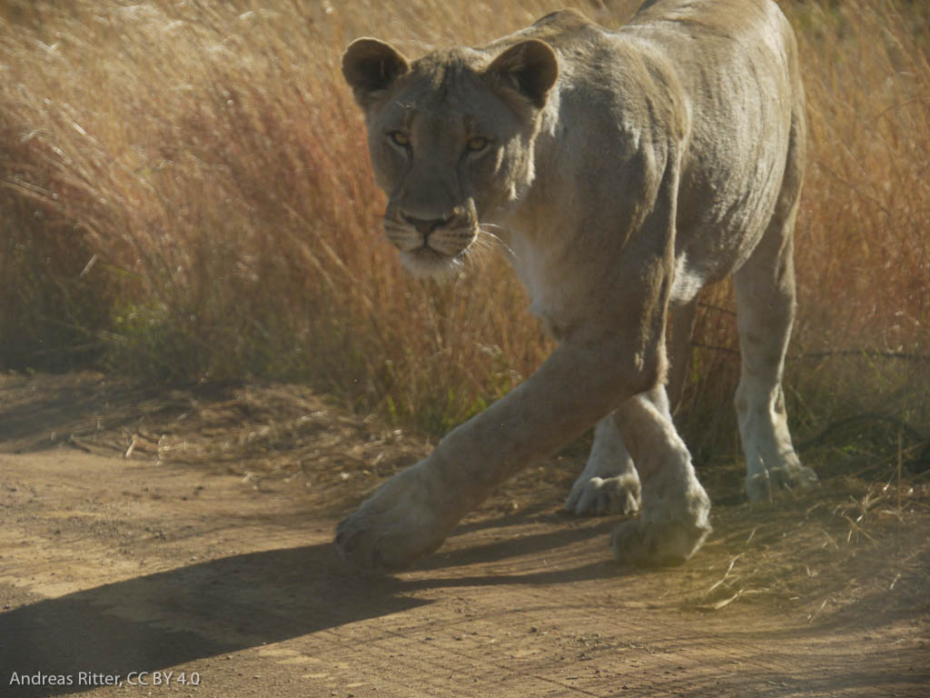 Female lion