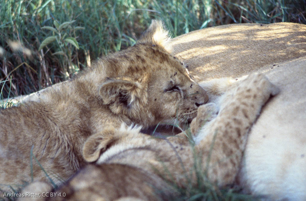 lion cub feeding